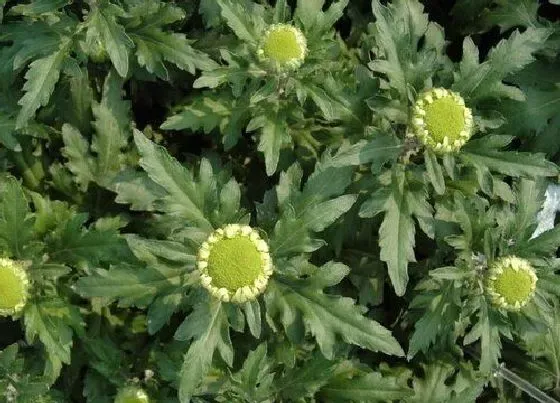 花期|菊花是什么季节开的花（菊花开放时间是冬天还是春天）