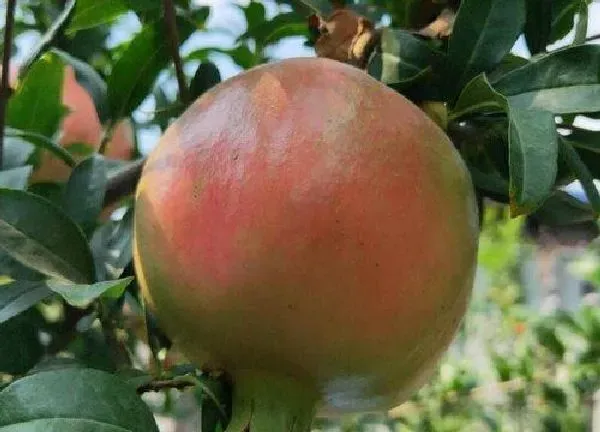 植物浇水|石榴多久浇一次水