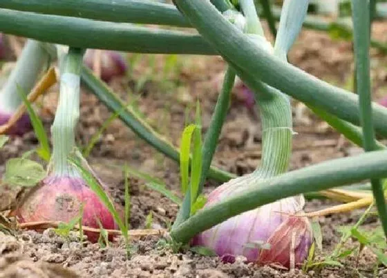 种球|洋葱种球保存方法与种植时间