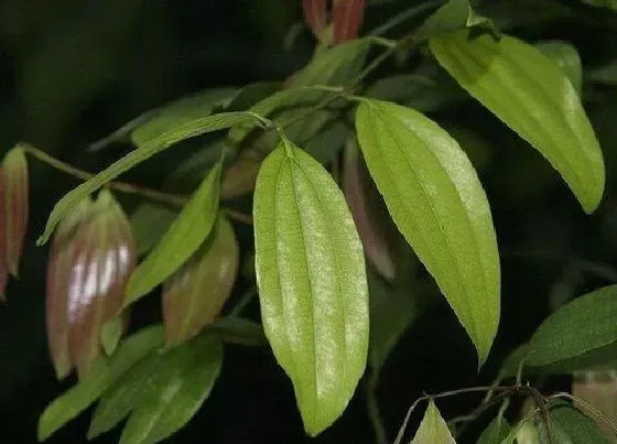 植物种类|桂皮是什么树 桂皮是肉桂树的皮