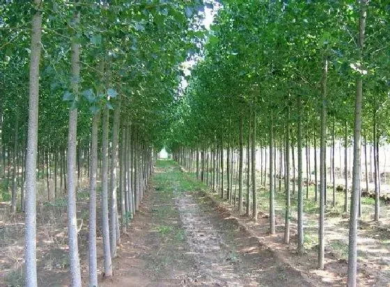 植物百科|杨树一年长多高 最高能长多高