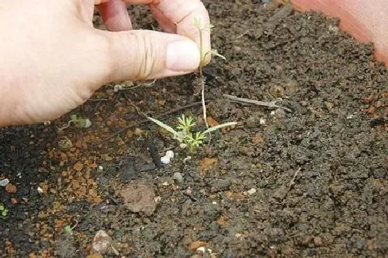 植物育苗|胡萝卜种子怎么催芽