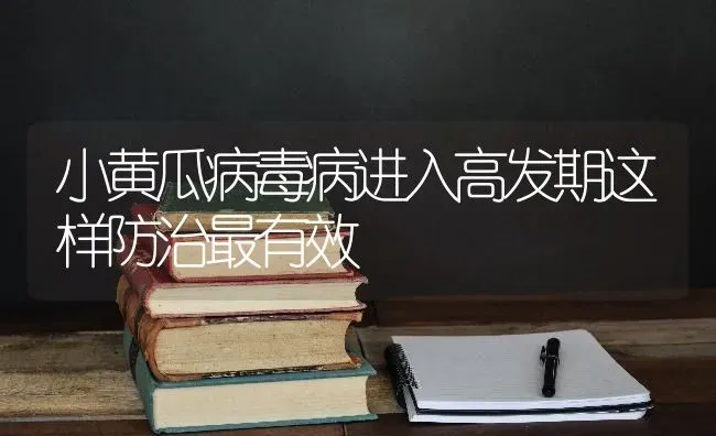 小黄瓜病毒病进入高发期这样防治最有效 | 蔬菜种植