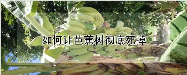 如何让芭蕉树彻底死掉 | 养殖技术
