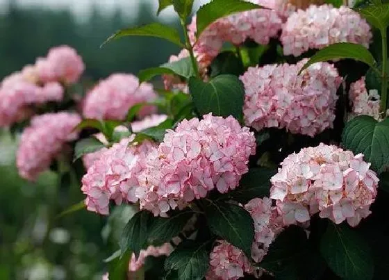 冬天植物|绣球花耐寒多少度