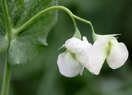 植物施肥|豌豆施什么肥好