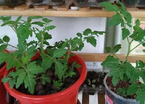 盆景|盆栽小番茄的种植方法与管理 阳台小番茄栽培时间及技术