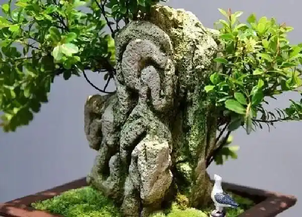 养殖科普|小叶赤楠喜水吗 属于喜水植物吗