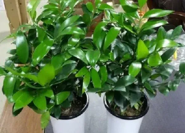 植物浇水|兴旺竹多久浇一次水