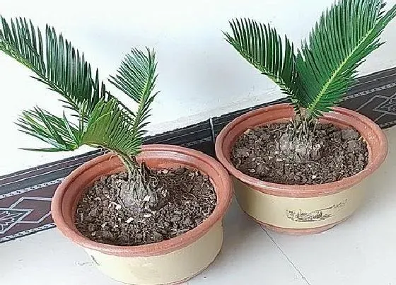 植物施肥|铁树浇什么肥最好