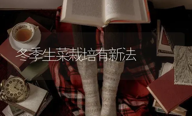 冬季生菜栽培有新法 | 蔬菜种植