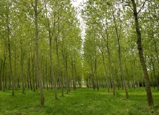 植物种类|杨树是单子叶植物吗