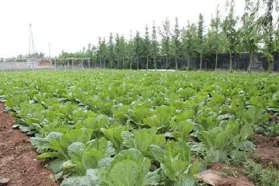 种植方法|西兰花种植时间和方法 高产栽培技术与管理措施