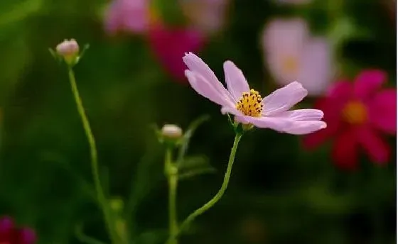 种植管理|波斯菊摘心时间 摘心方法及步骤图解