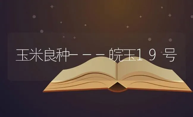 玉米良种---皖玉19号 | 粮油作物种植