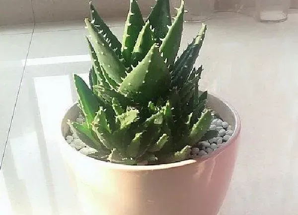 植物移栽|芦荟多久服盆