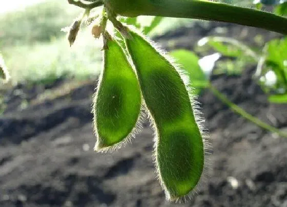 植物百科|大豆是雌雄同株吗