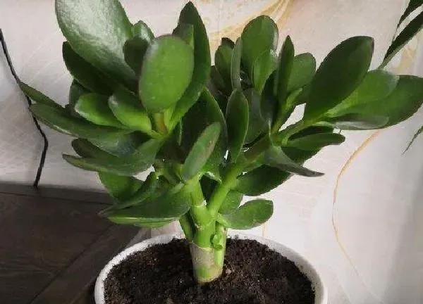 养殖科普|玉树喜阴还是喜阳光的植物