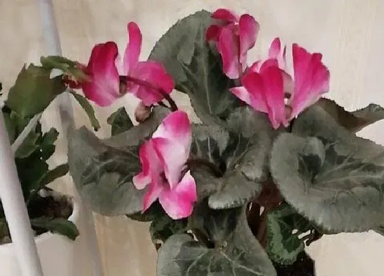 植物毒性|仙鹤来有毒吗 可以放在室内养吗
