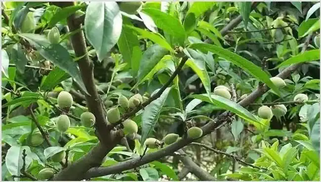 水蜜桃栽培技术注意什么 | 自然知识