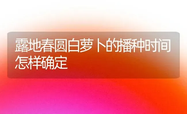 露地春圆白萝卜的播种时间怎样确定 | 蔬菜种植