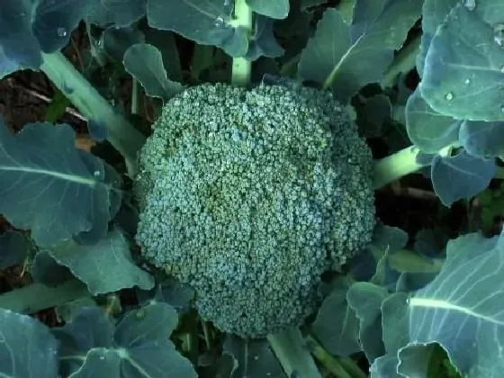 种植方法|西兰花种植时间和方法 高产栽培技术与管理措施