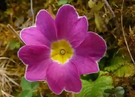 植物百科|冬天开花好养的花卉有哪些
