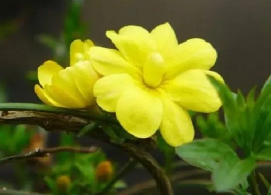 花语|迎春花花语及代表意义
