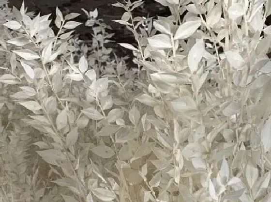 植物百科|银杉是什么植物类别 属于什么科植物