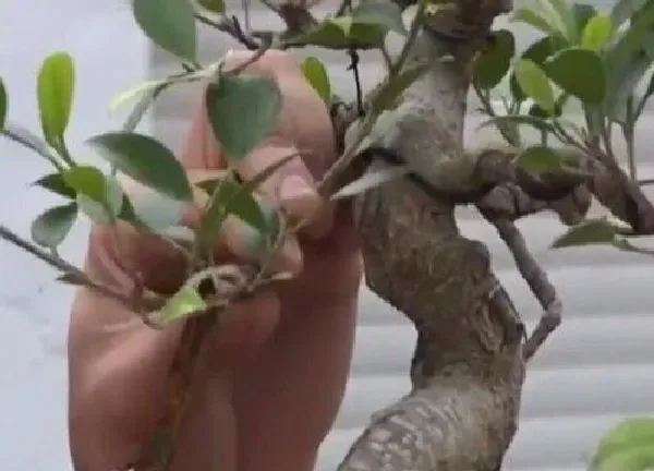 植物发芽|榕树芽接最佳时间和技术方法