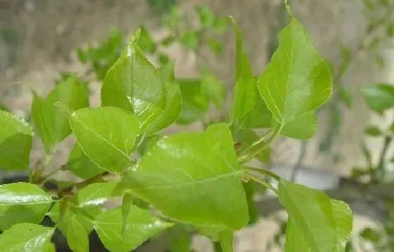 植物百科|杨树开花好不好 开花的风水寓意