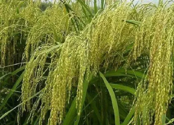 果实成熟|糯米什么时候成熟上市