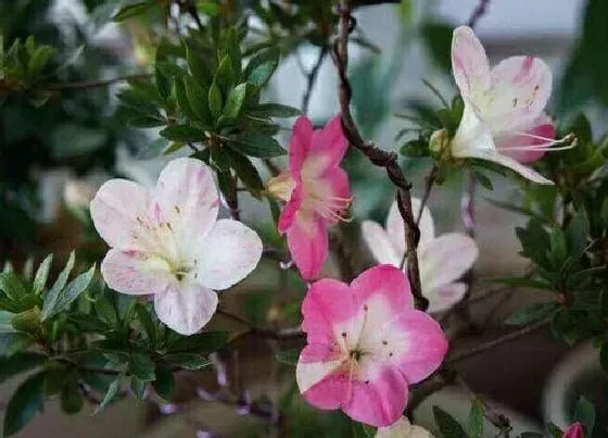 开花时间|皋月杜鹃一年开几次花 什么时候开花