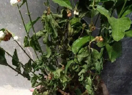 植物虫害|茉莉花病虫害防治技术与方法措施
