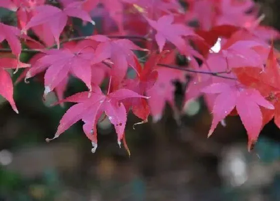 植物种类|枫叶和红叶是一种植物吗