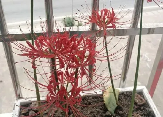 植物寓意|彼岸花代表什么象征意义 代表什么寓意