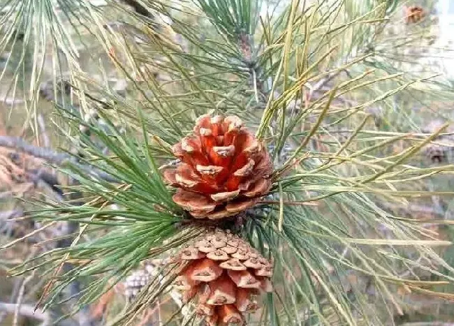 种植土壤|中国十大松树