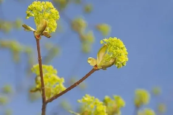 果实科普|榆树几月开花结果 什么时候开花结果