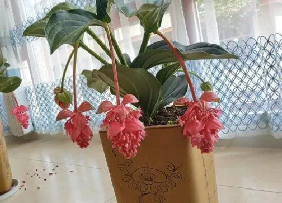 植物寓意|宝莲灯花的风水寓意和摆放位置