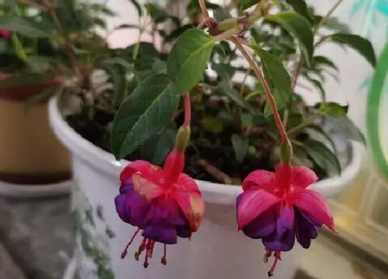 开花时间|倒挂金钟什么时候开花 花期在几月份