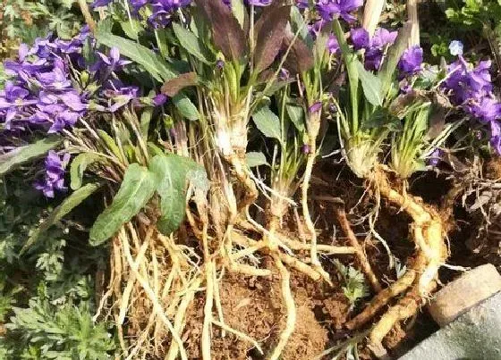 植物百科|犁头尖和犁头草的区别