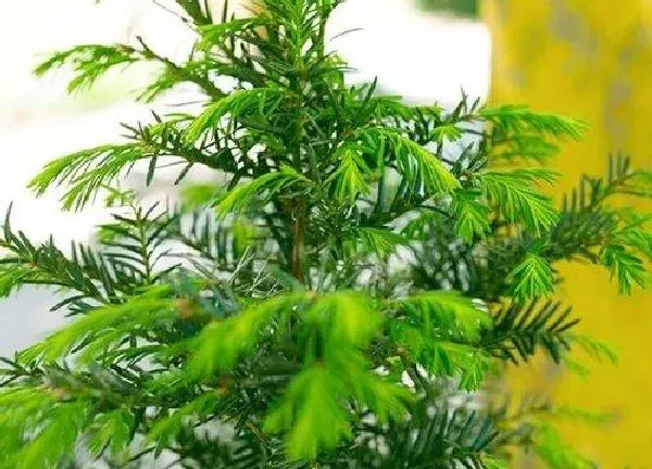 养殖科普|红豆杉好养吗 养殖方法和养护要点