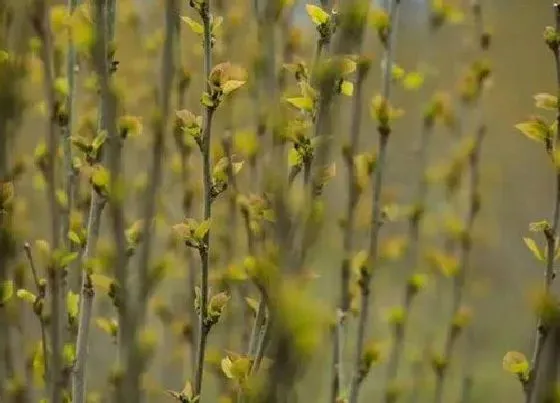 植物百科|桑树属于什么植物类型