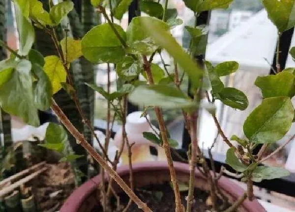 养殖科普|茉莉开花后怎么处理 开完花后适当修剪