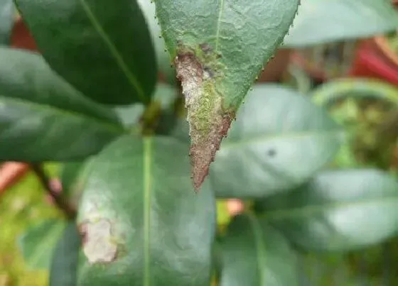 植物虫害|茶花病虫害防治方法 常见病虫害症状及预防