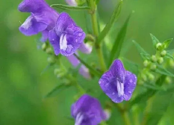 植物种类|黃芩是木本植物吗