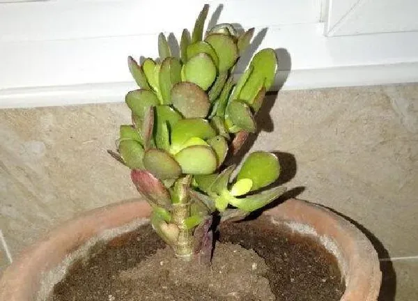养殖科普|玉树喜阴还是喜阳光的植物
