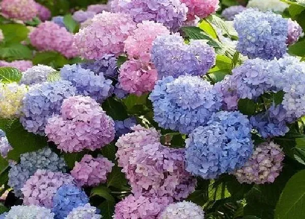 养殖科普|绣球花怕太阳晒吗