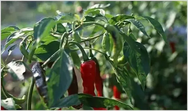 辣椒高产种植技术大全 | 耕种资料