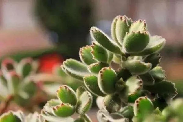 植物浇水|熊童子怎么浇水方法 一次浇多少水合适